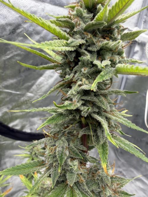 Zamnesia Grow Cup 2026. Week 12