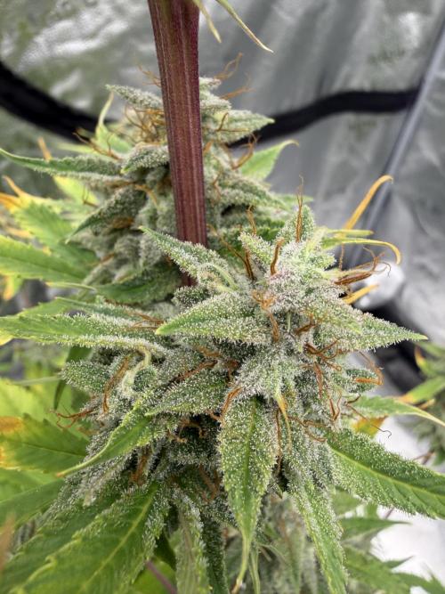 Zamnesia Grow Cup 2026. Week 12