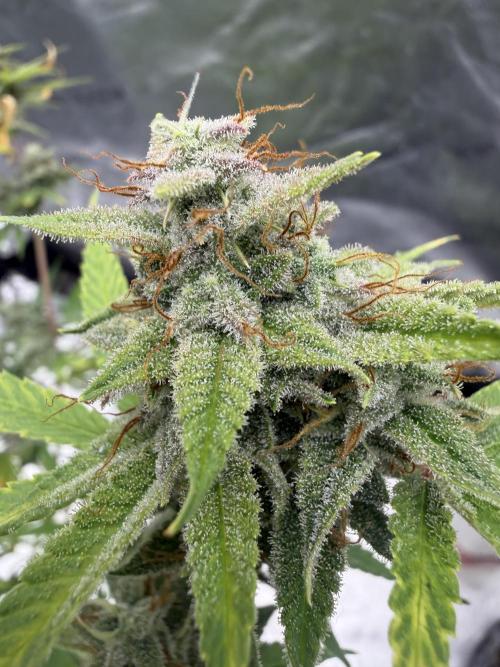 Zamnesia Grow Cup 2026. Week 12