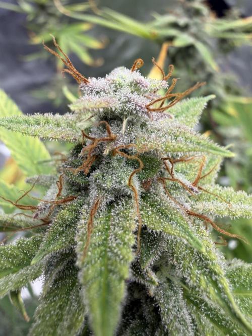 Zamnesia Grow Cup 2026. Week 12