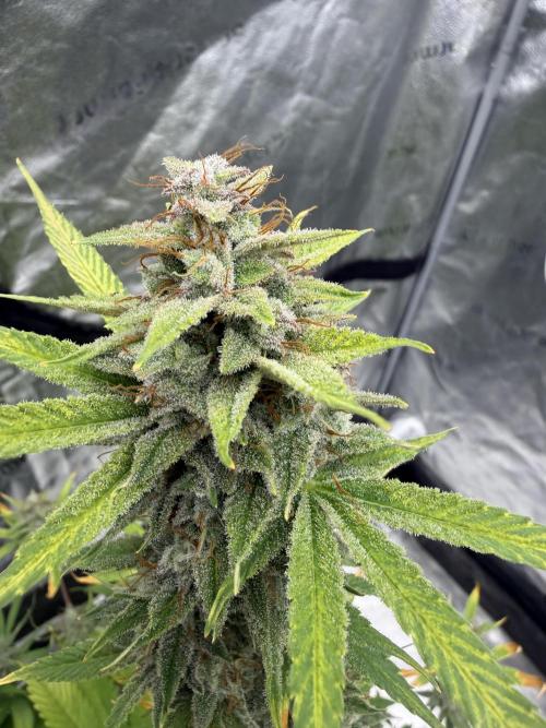 Zamnesia Grow Cup 2026. Week 12
