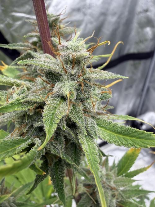 Zamnesia Grow Cup 2026. Week 12