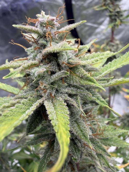 Zamnesia Grow Cup 2026. Week 12