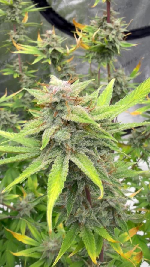 Zamnesia Grow Cup 2026