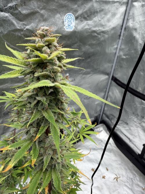 Zamnesia Grow Cup 2026. Week 13
