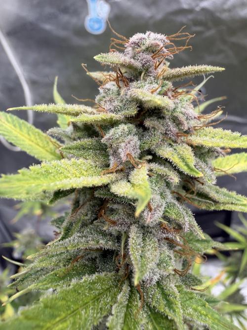 Zamnesia Grow Cup 2026. Week 13