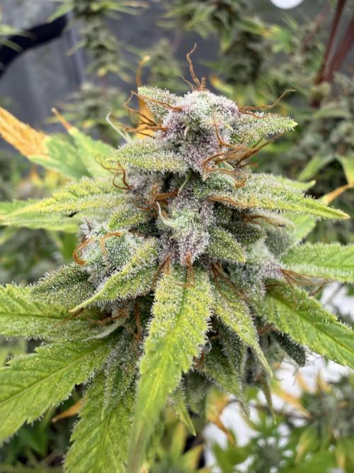 Zamnesia Grow Cup 2026. Week 13