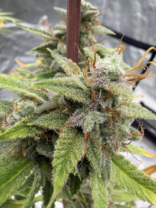 Zamnesia Grow Cup 2026. Week 13