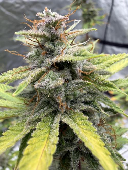Zamnesia Grow Cup 2026. Week 13