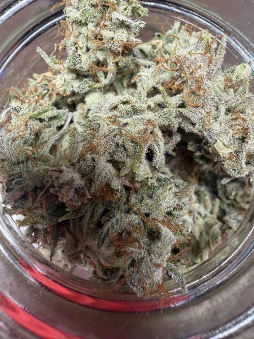Zamnesia Grow Cup 2026. Week 14