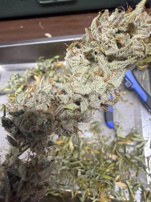 Zamnesia Grow Cup 2026. Week 14