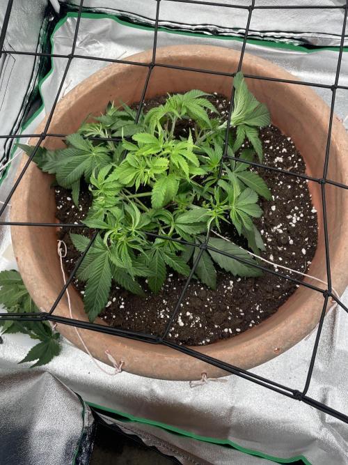 BlackBerry Moonrocks. Week 4 - Day 35