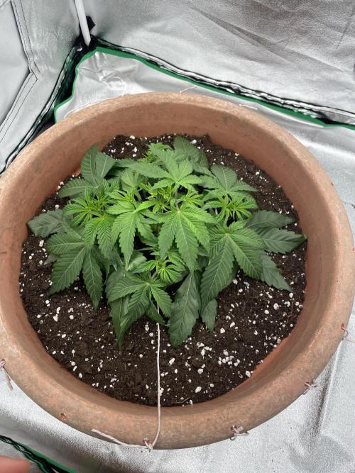 BlackBerry Moonrocks. Week 4 - Day 32
