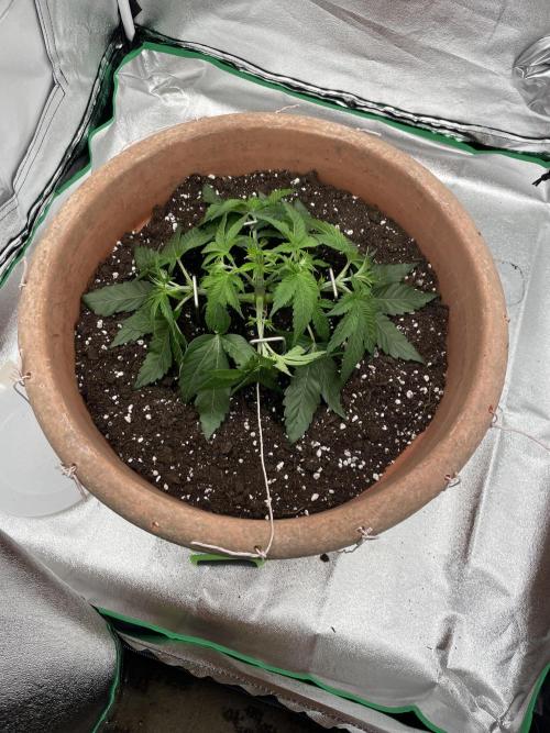 BlackBerry Moonrocks. Week 4 - Day 31