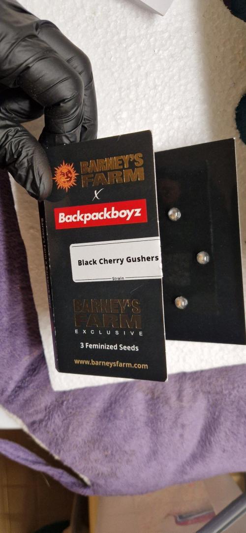 Barneys Seeds DWC Hydro. Week 0 - Samenpackung Barneys