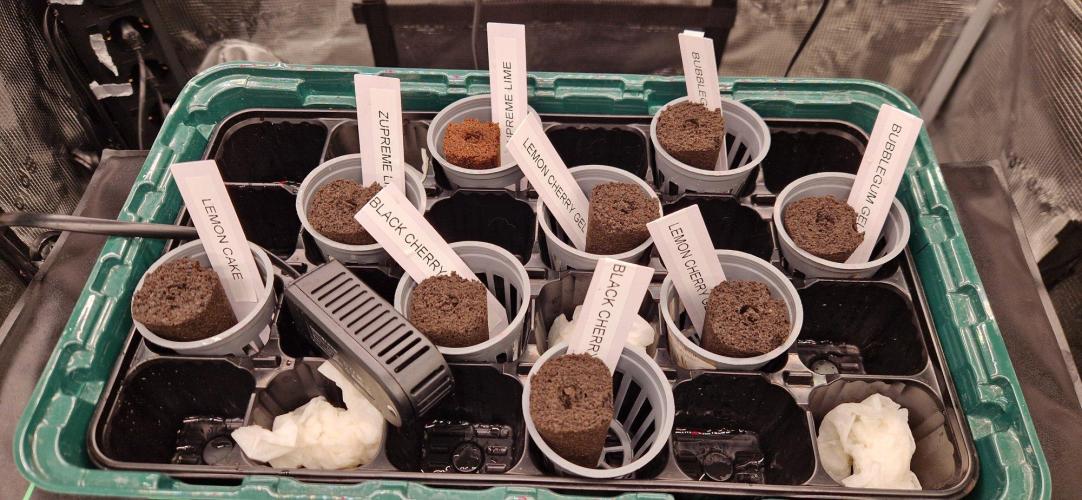 Barneys Seeds DWC Hydro. Week 0 - Keimbox mit Deckel. 24 Stunden Beleuchtung. 

Hier noch Selektionsphase