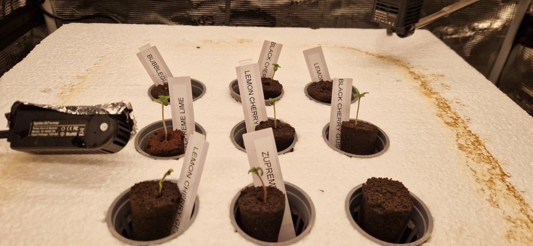 Barneys Seeds DWC Hydro. Week 0