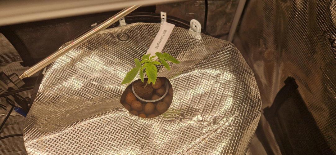 Barneys Seeds DWC Hydro. Week 2
