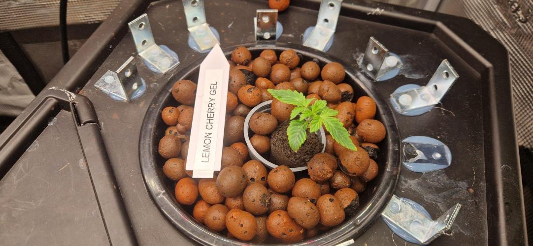 Barneys Seeds DWC Hydro. Week 2