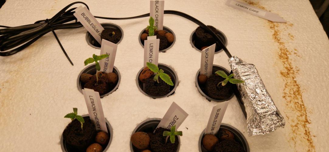 Barneys Seeds DWC Hydro. Week 1