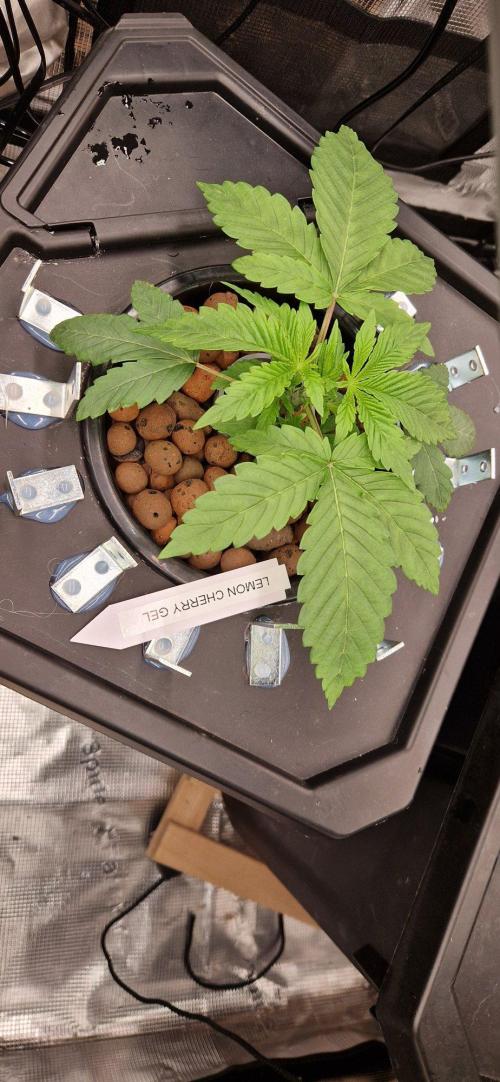 Barneys Seeds DWC Hydro. Week 3