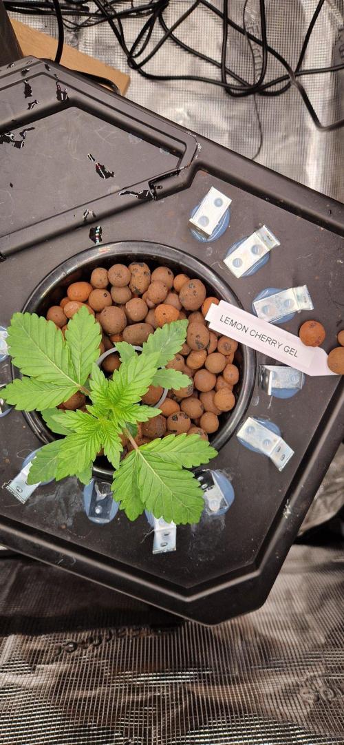 Barneys Seeds DWC Hydro. Week 3
