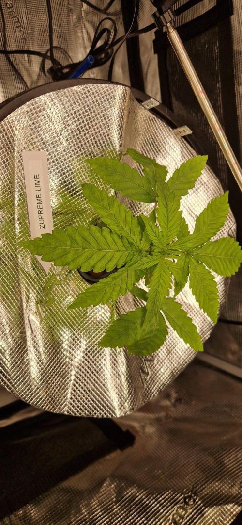 Barneys Seeds DWC Hydro. Week 3 - Die wird eine Zicke werden. Will jetzt schon mehr Cal Mag und Nährstoffe 