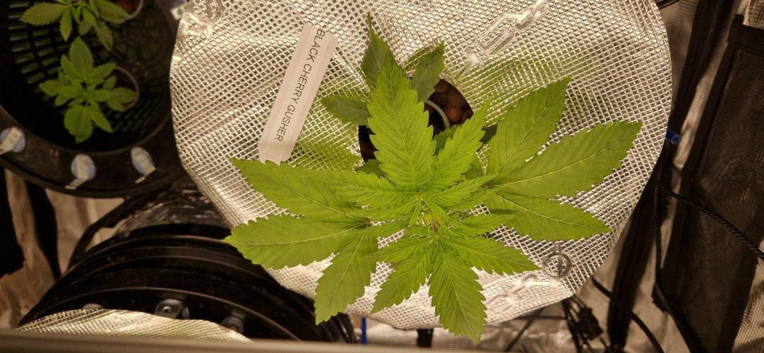 Barneys Seeds DWC Hydro. Week 3