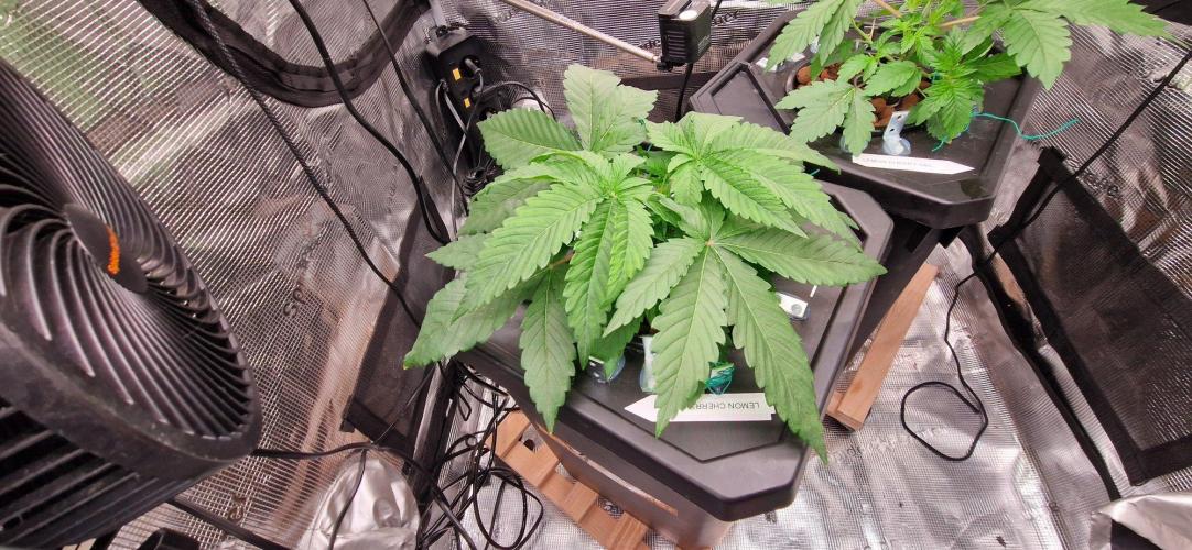 Barneys Seeds DWC Hydro. Week 4