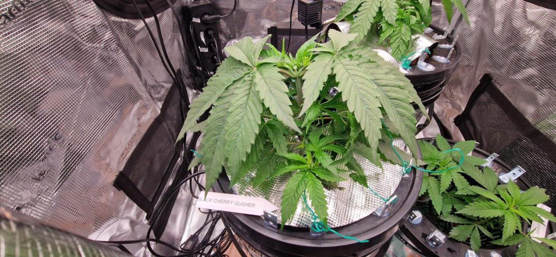 Barneys Seeds DWC Hydro. Week 4 - Recht Buschig, nach dem Topping haben die Seitentriebe los gelegt