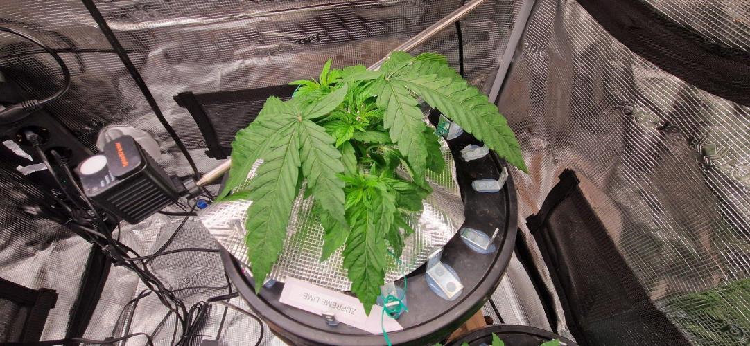 Barneys Seeds DWC Hydro. Week 4