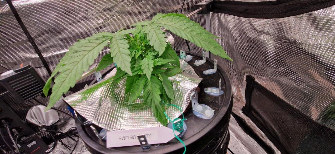 Barneys Seeds DWC Hydro. Week 4