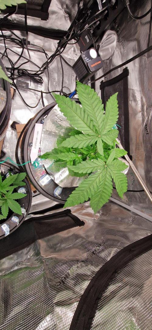 Barneys Seeds DWC Hydro. Week 4 - Sie will immer noch viel CalMag