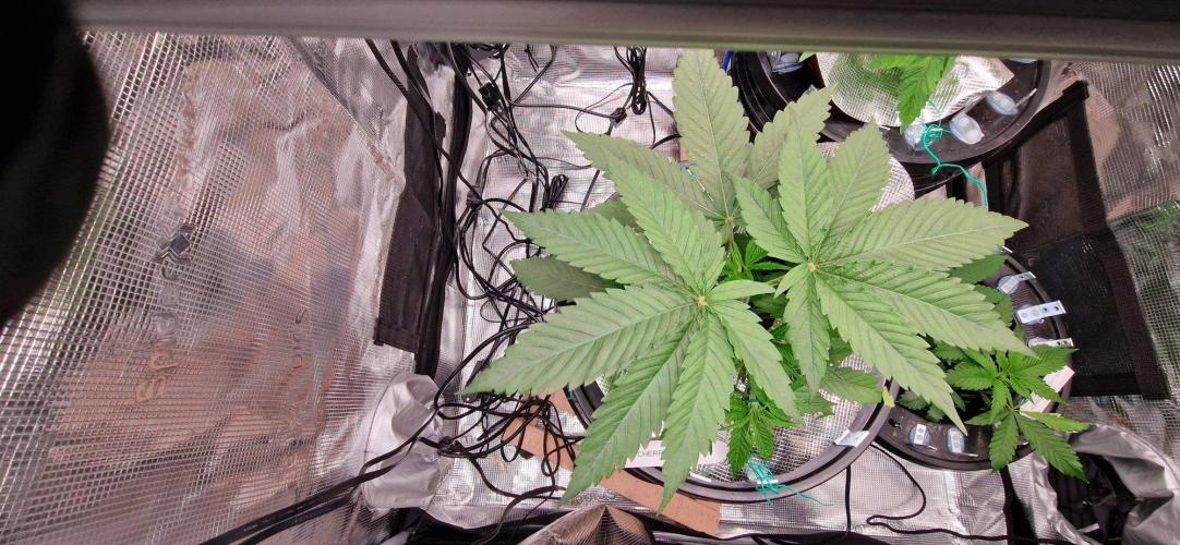 Barneys Seeds DWC Hydro. Week 4