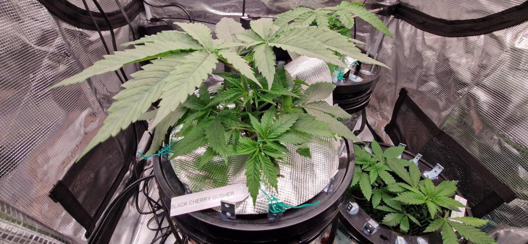 Barneys Seeds DWC Hydro. Week 4