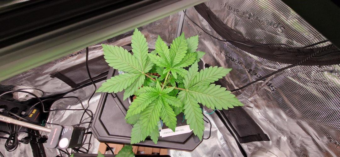 Barneys Seeds DWC Hydro. Week 4