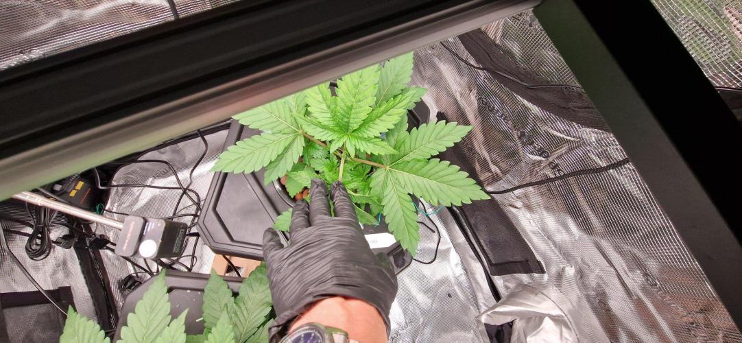 Barneys Seeds DWC Hydro. Week 4