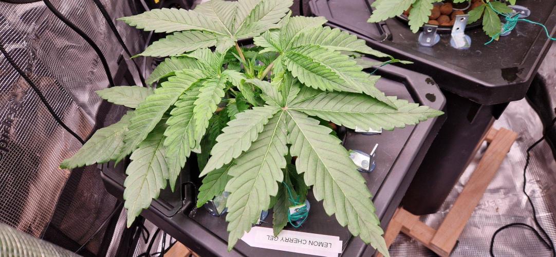 Barneys Seeds DWC Hydro. Week 4