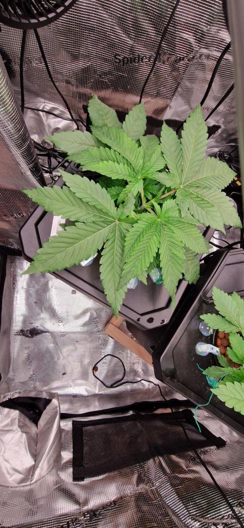 Barneys Seeds DWC Hydro. Week 4