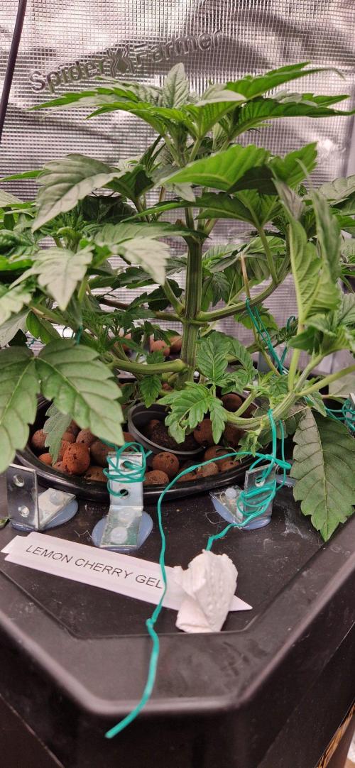 Barneys Seeds DWC Hydro. Week 5 - Diese Lemon Cherry kann man sehr gut trainieren.