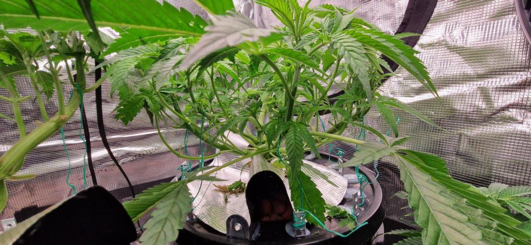 Barneys Seeds DWC Hydro. Week 7 - Zupreme Lime Blüte Tag 1