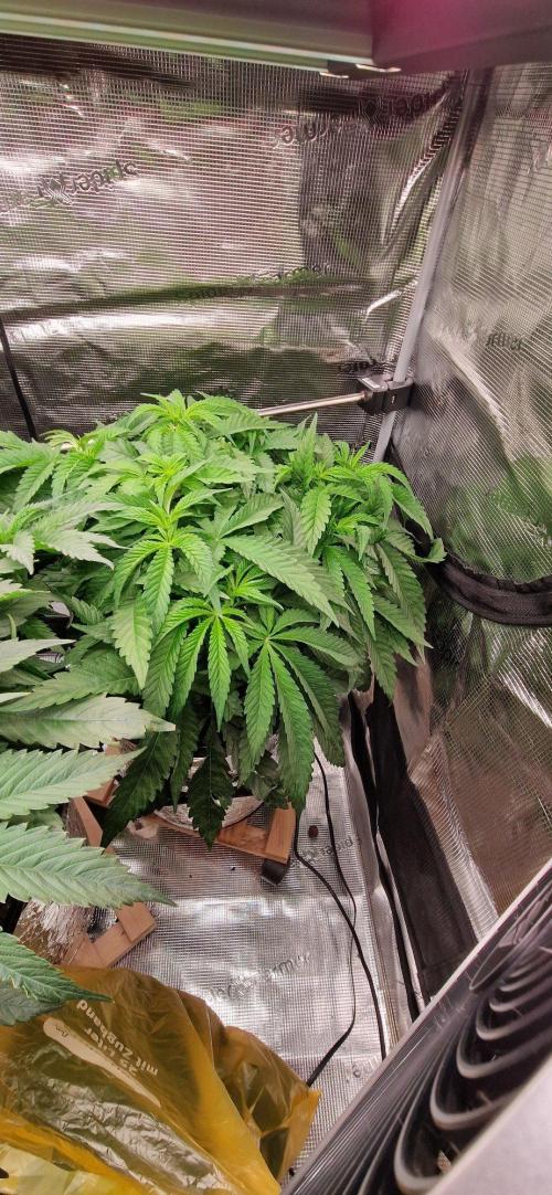 Barneys Seeds DWC Hydro. Week 7 - Zurpime Lime vor dem entlauben