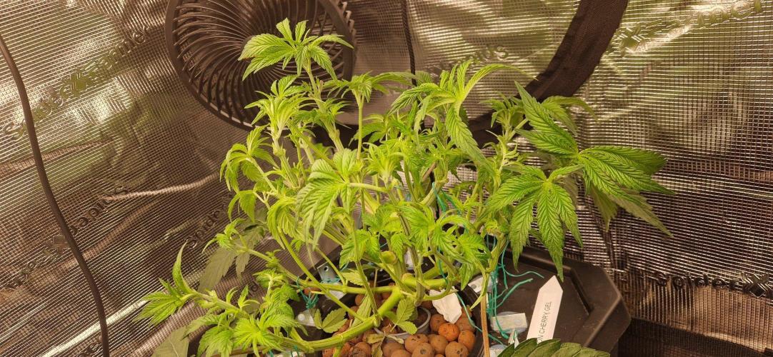 Barneys Seeds DWC Hydro. Week 7 - Lemon Cherry Gelato 1 nach dem entlauben