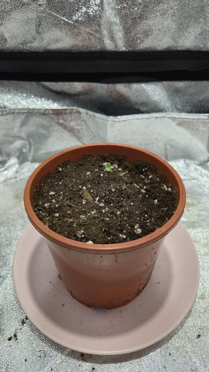 Arjan's Ultra Haze 2 (Mango Haze). Week 1