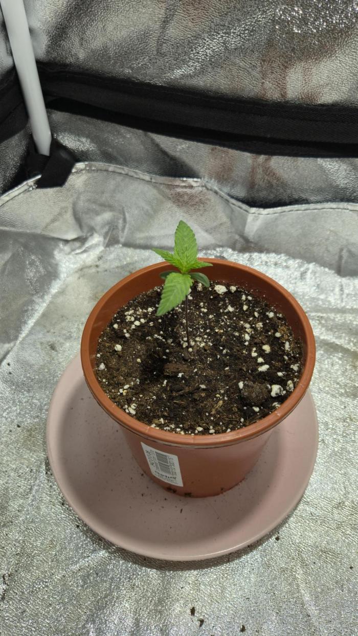 Arjan's Ultra Haze 2 (Mango Haze). Week 2