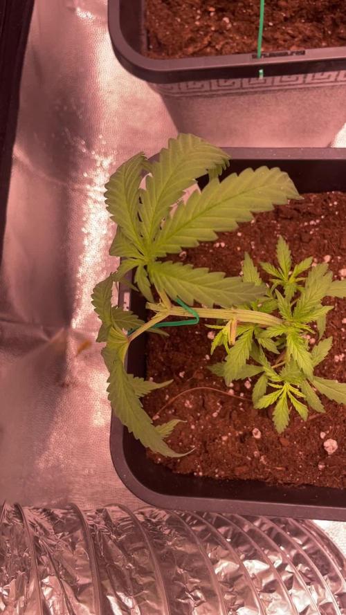 Strawberry cough