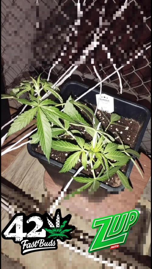 Z-Up auto