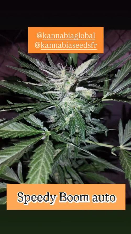 Speedy boom auto
