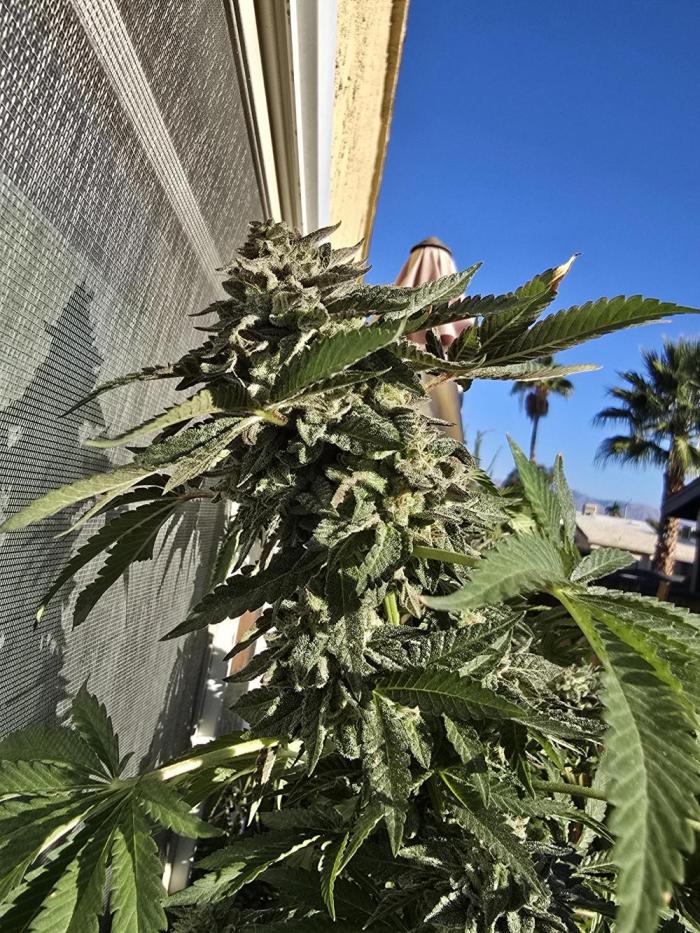 Outdoor grow. Week 6