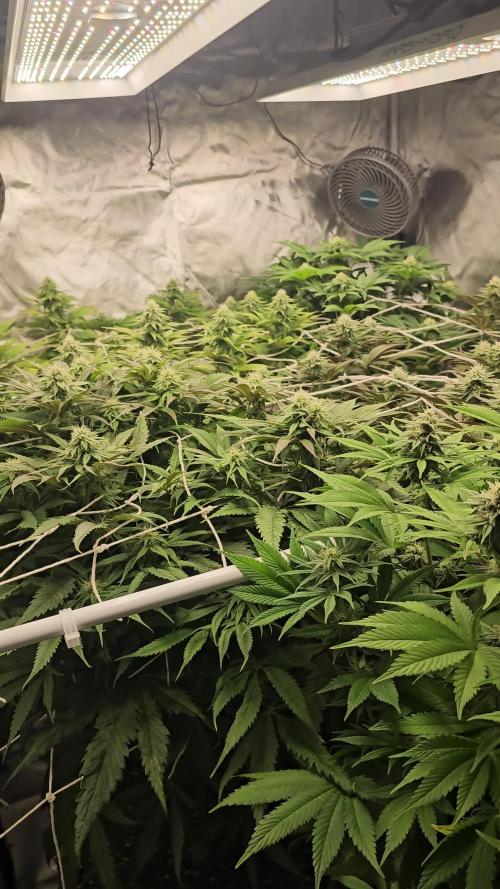 AMS Gelato XTRM